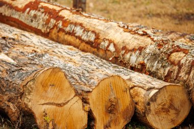 Ormanda yakacak odun yığını