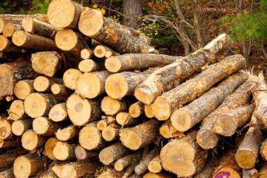 Ormanda odun yığını, yakacak odun