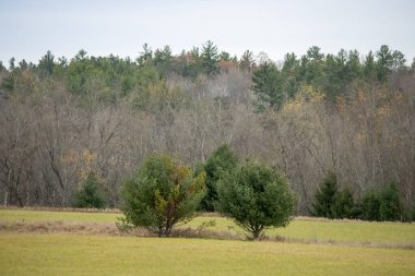 Arka planda bir ağaç olan güzel bir orman görüntüsü.