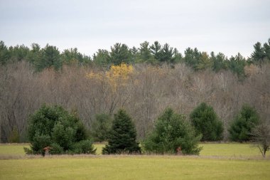 Ağaçlar ve ormanlarla dolu güzel sonbahar manzarası