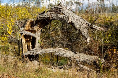 Michigan yarımadasının yukarısındaki sonbahar ormanında bir blöf.