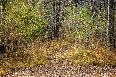 Güzel sonbahar manzarası. Orman ve yapraklar. renkli arkaplan