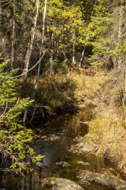 Sonbaharda ormandaki güzel bir dere manzarası