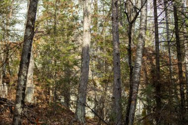 Sonbaharda sonbahar ormanı