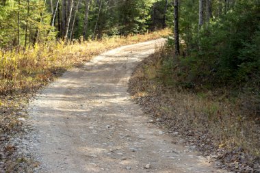 Ağaçların arasından geçen ormandaki toprak yol.