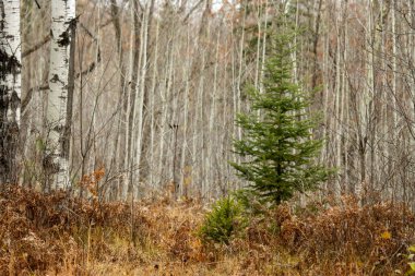 Arkasında bir orman olan güzel bir çam ağacı manzarası.