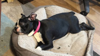a cute Boston terrier puppy sleeping on a doggy bed