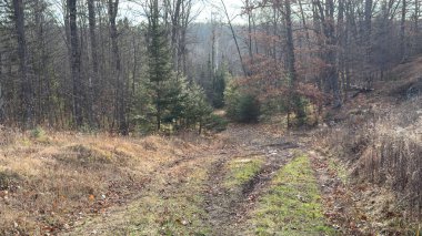 Sonbahar sabahında güzel bir orman.