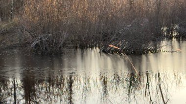Sonbaharda ince bir buz tabakası olan güzel bir göl manzarası.