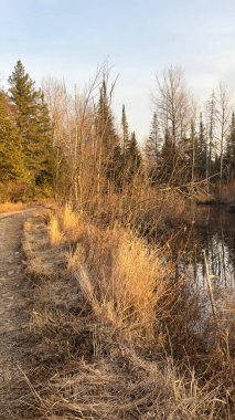 Ağaçları ve deresi olan güzel bir sonbahar manzarası. Ormandaki renkli sonbahar manzarası