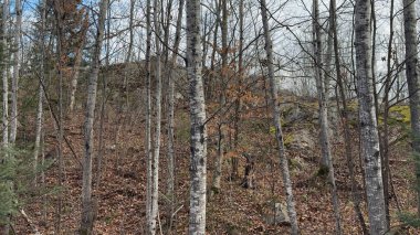 trees in the forest in the early spring