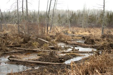 Bataklıkta küçük donmuş bir dere.