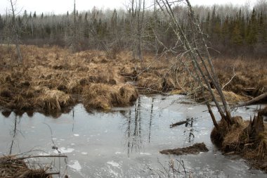 Kışın ağaçlarla dolu bataklık