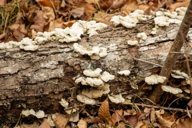 Parlak mantarlar sonbahar boyunca ormanda çürüyen bir odun üzerinde.