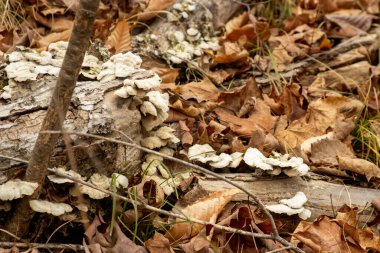 Ormandaki çürüyen bir kütükte beyaz mantarlar