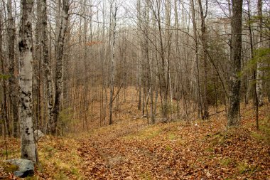 Sonbaharda bir orman yolu.