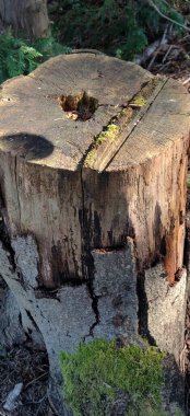 Ormandaki ağaç kütüğü