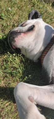 Mutlu bir köpek çimenlerde yatıyor.