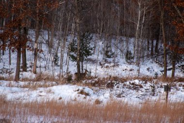 Karla kaplı ağaçlarla kaplı güzel kış manzarası
