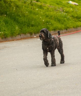 Siyah bir köpek yürüyüşe çıkmış.