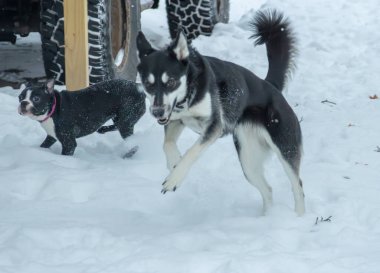 Bir Husky-Shepherd karışımı (Shepsky) karda bir Boston Terrier yavrusuyla oynuyor