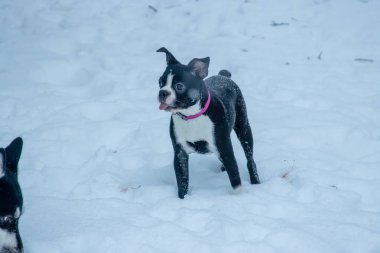 Karda oynayan Boston teriyeri.