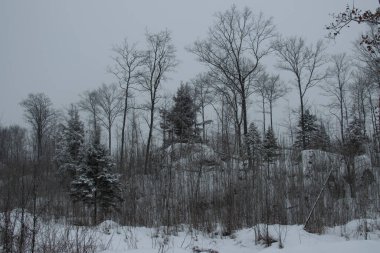 Ağaçlar ve karla kaplı kış manzarası