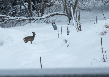 Ak kuyruklu geyik kışın