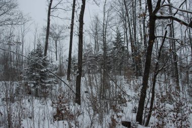 Karla kaplı ağaçlarla kaplı bir ormanın kış manzarası