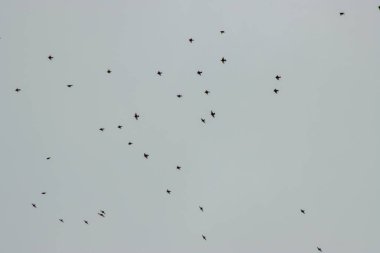 Gökyüzünde bir kuş sürüsü