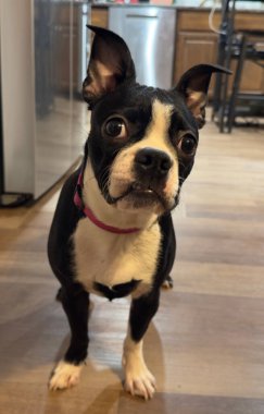 Şirin bir köpeğin portresi.