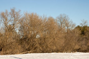 Kış güneşinde çıplak ağaçlar Mavi gökyüzü ve karla.