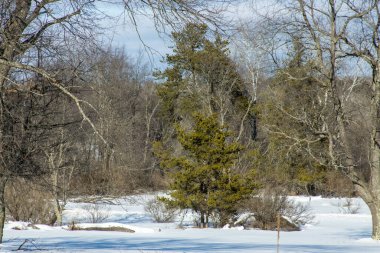 Kış parkında güzel bir ağaç görüntüsü.