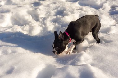 Karda oynayan bir Boston teriyeri