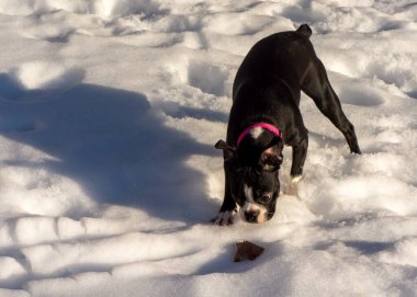 Siyah beyaz Boston Teriyeri karda oynuyor