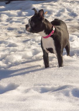 Boston Terrier 'i kışın kar altında.