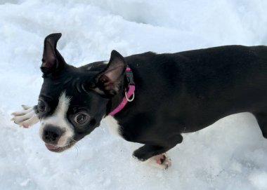 Karda koşan şirin bir Boston teriyeri.