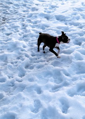 Karda tatlı bir Boston teriyeri