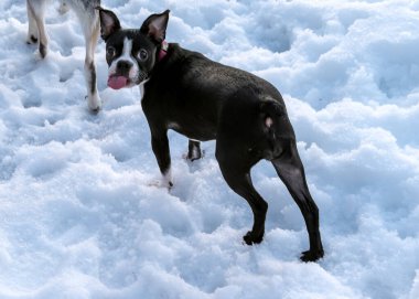 Karda oynayan Boston Teriyeri