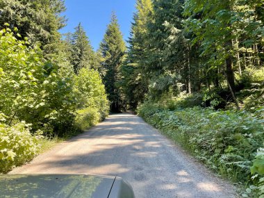 Yeşil bir ormanda yol