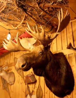 Tahta bir odada büyük bir hayvan doldurma geyiği.