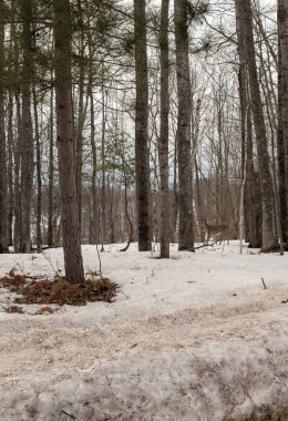 Kış boyunca ormanda kar ve ağaçlar