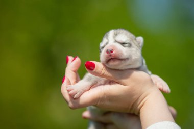 Kadın elinde siyah beyaz Sibirya Husky köpeği tutuyor. Yeşil arka planı olan genç bir köpek..