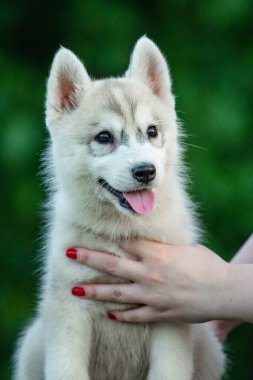 Kadın elinde siyah beyaz Sibirya Husky köpeği tutuyor. Yeşil arka planı olan genç bir köpek..
