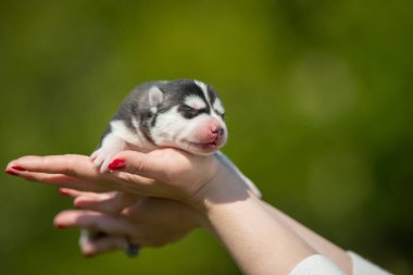 Kadın elinde siyah beyaz Sibirya Husky köpeği tutuyor. Yeşil arka planı olan genç bir köpek..