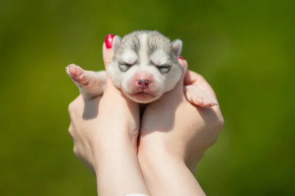 Femeia Ține Mâini Cățelușul Siberian Husky Alb Negru Câine Tânăr — Fotografie, imagine de stoc