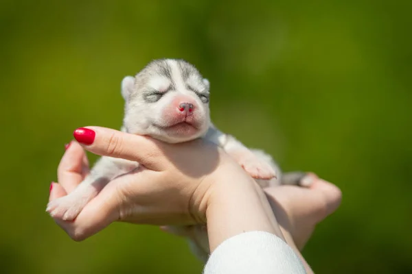 Fekete Fehér Színű Szibériai Husky Kiskutyát Tart Kezében Fiatal Kutya — Stock Fotó