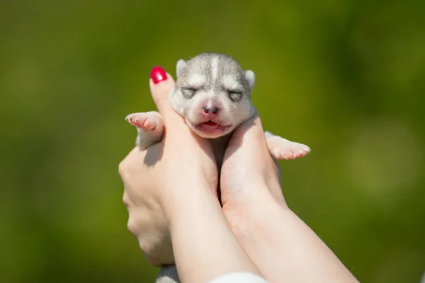 Woman Holds Black White Colored Siberian Husky Puppy Her Hands — Stock Photo, Image