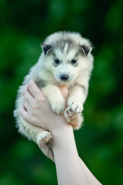 Žena Drží Rukou Černobílé Sibiřské Husky Štěně Mladý Pes Izolovaný — Stock fotografie