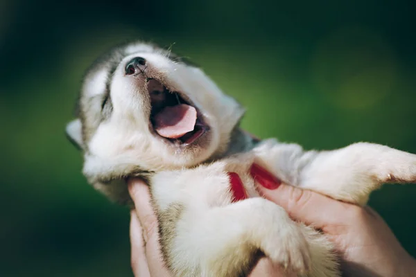 Kadın Elinde Siyah Beyaz Sibirya Husky Köpeği Tutuyor Yeşil Arka — Stok fotoğraf